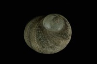 藏品(黑草蓆鐘螺)的圖片